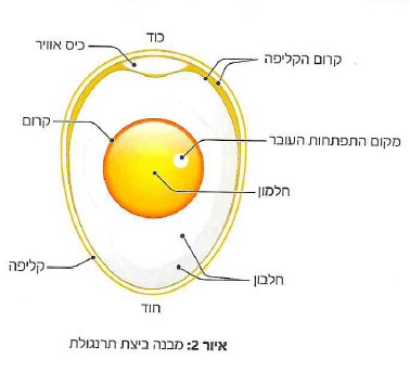 (בספר 2 תמונות)